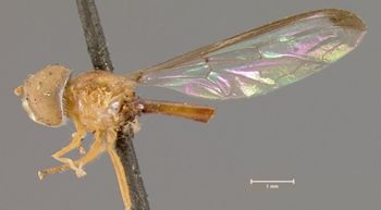 Media type: image;   Entomology 13123 Aspect: habitus lateral view